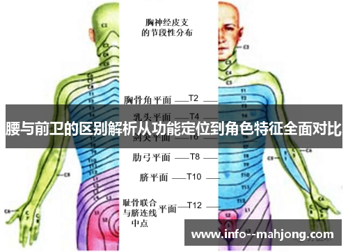 腰与前卫的区别解析从功能定位到角色特征全面对比